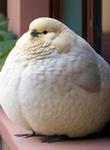 BIGGEST BIRDSZ