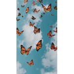 The beautiful butterfly's