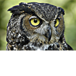 Owlism