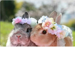 Bunnies<3