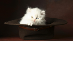 Kitties Amazing clothing Group!