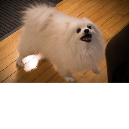 gabe the dog hangout