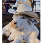 Katie’s cowz