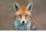 GamerFoxGroup2