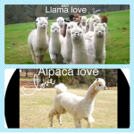 Animal friends club