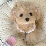 Fluff & Co.