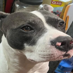 My sak(en) icon