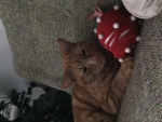 Jaxon the cute kitty