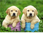Puppy Friends