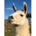 Llama_People