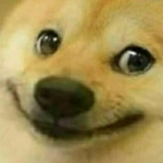 바견이 :>