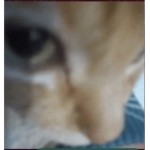 meøwr