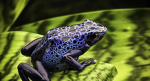 “The humming Frogs staff and more.” {WCUE}