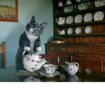 tea and cats supremacy