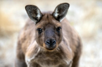 Kangaroo community