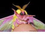 Gay Moth Worshippers