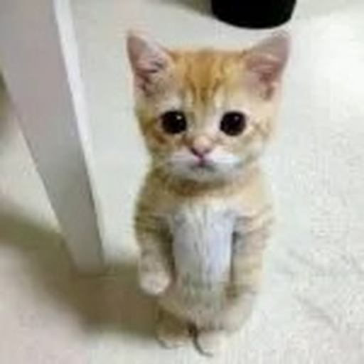 Meet Ay Mi Gatito