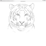 Bengal Tiger Group