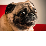 roblox PUGS