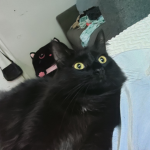 CATS ARE CUTE :> *>*