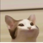 pop pop pop pop cat cat cat cat