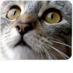 admin cats