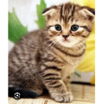 Les chats du 16