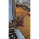 kittykatfan group