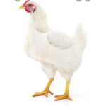 ChickenLegends
