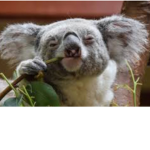 Fãs Coala