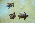 My littles turtles