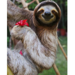 #Sloth nation#