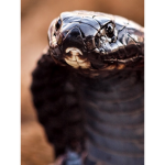 Cobra Kai slither
