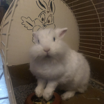bunny lola
