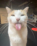 sillycat cult