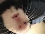 lPotatosdhc!-