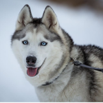 Zozo’s Huskies