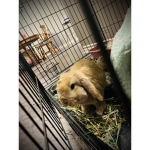 The cute Little bunny