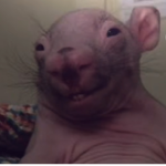 Ratty rat rat group