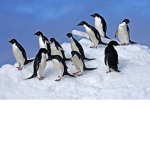 Supreme Penguins