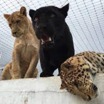 ~Big Cat Army~
