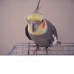 parrot coki fans
