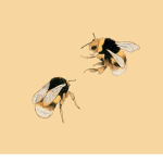 Bumble_Bees