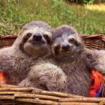 slothlover shop