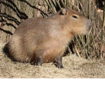 capy baras only