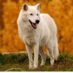 #NatureWolf