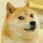 DOGES FOR LIFE (only doges)