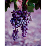 Grape Vines <3