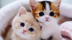 Adopt Me Super Players!