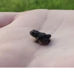 LBGTQ+ frogs